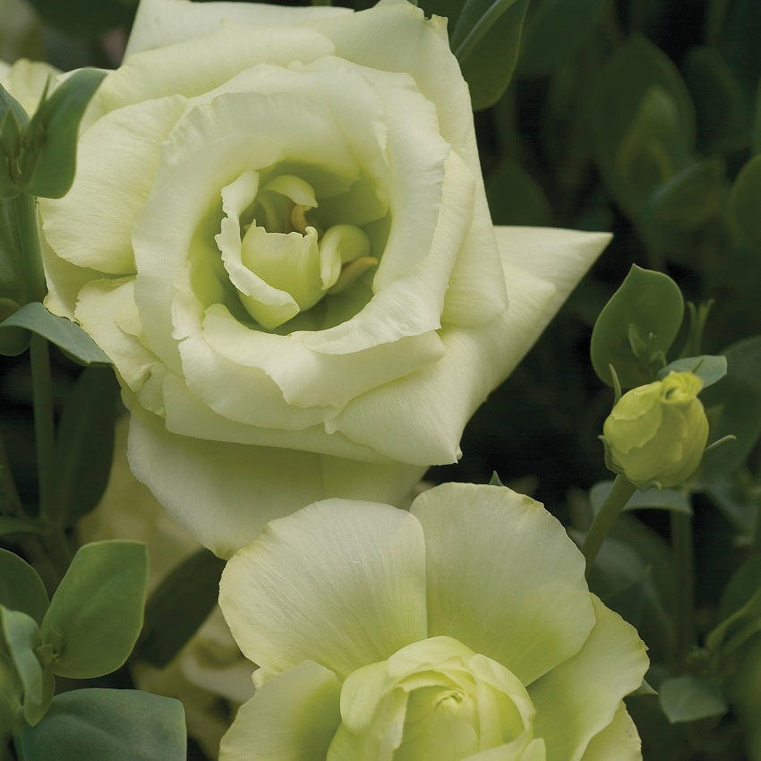 25 Pelleted Seeds Lisianthus Seeds Mariachi Lime Green Cut Flower Seeds