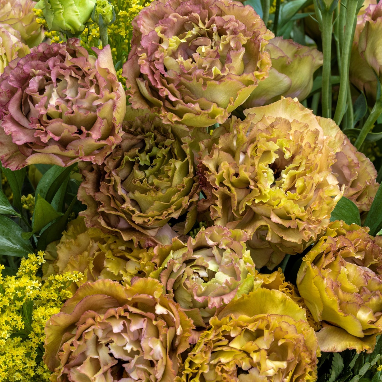 Lisianthus Seeds Rosanne Brown F1 Hybrid Seeds 25 thru 100 Pelleted Seeds