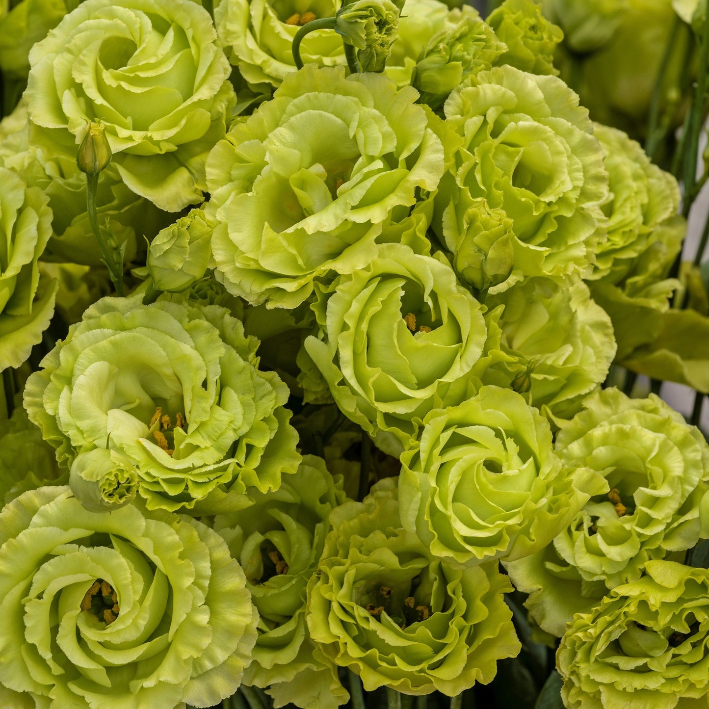 Lisianthus Seeds Rosanne Green F1 Hybrid Seeds 25 thru 100 Pelleted Seeds