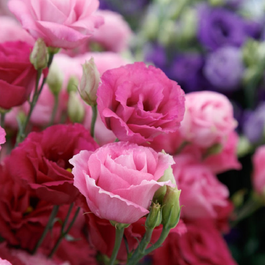 Lisianthus Seeds Rosita Red 25 thru 100 Pelleted Seeds Cut Flower Seeds