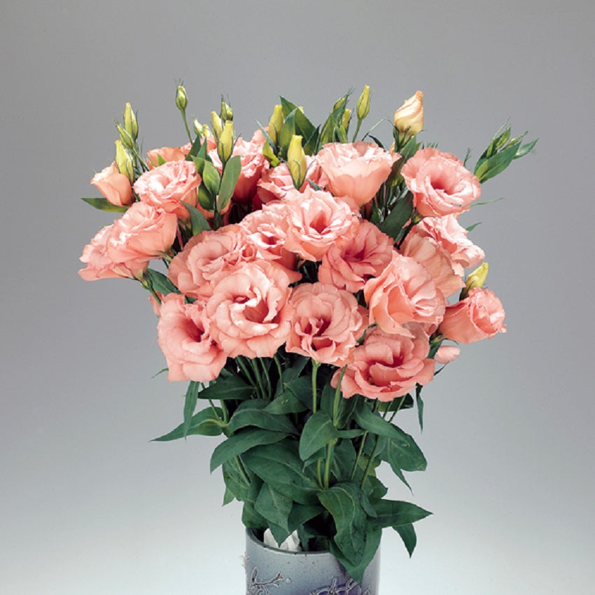 Pelleted Lisianthus Seeds Super Magic Apricot 25 thru 100 Flower Seeds