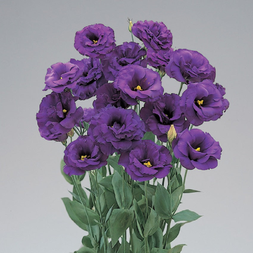 Pelleted Lisianthus Seeds Super Magic Deep Blue 25 thru 100 Flower Seeds