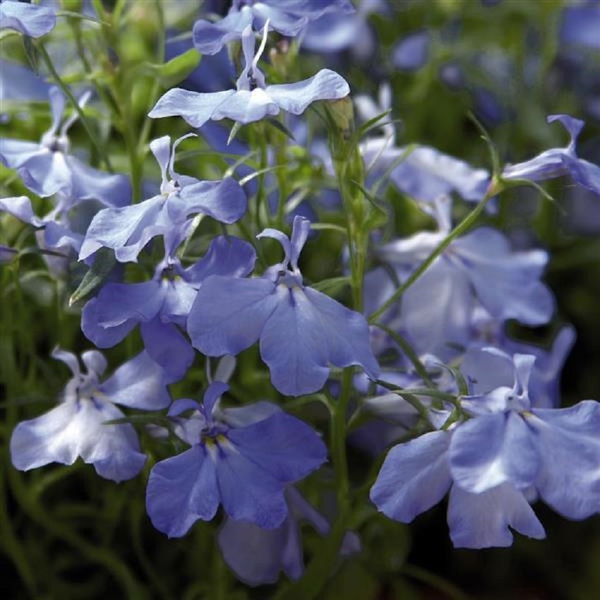 Trailing Lobelia Seeds Palace Blue Sky 25 thru 500 Multi Pelleted Seeds