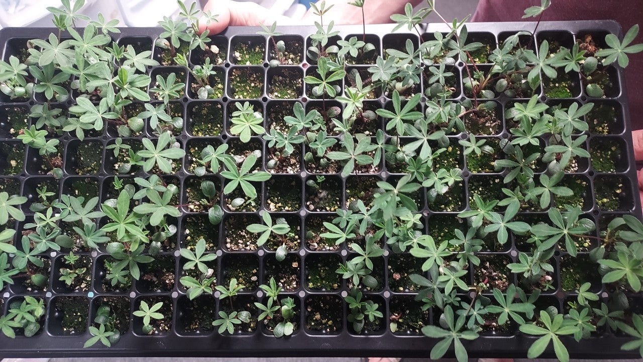 Wildflower Seeds Lupine Russell Mix 25 thru 1,000 Lupine Seeds