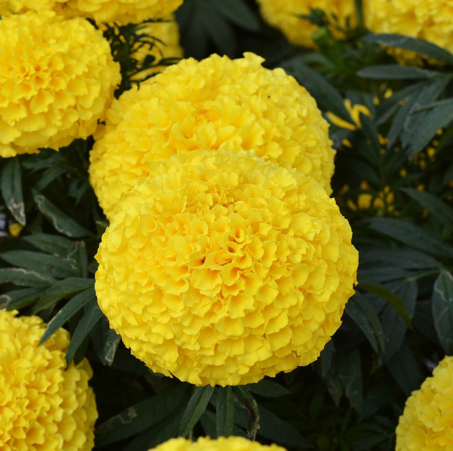 jumbo marigold seeds Large Marigold Big Duck Yellow 25 Marigold Seeds