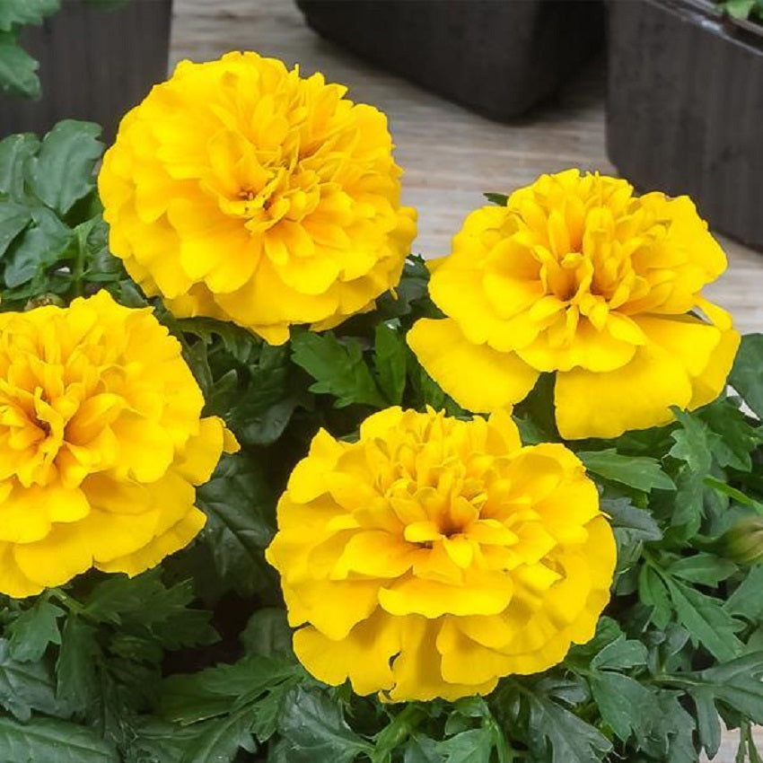 yellow french marigold seeds Marigold Seeds | Marigold Chica Yellow