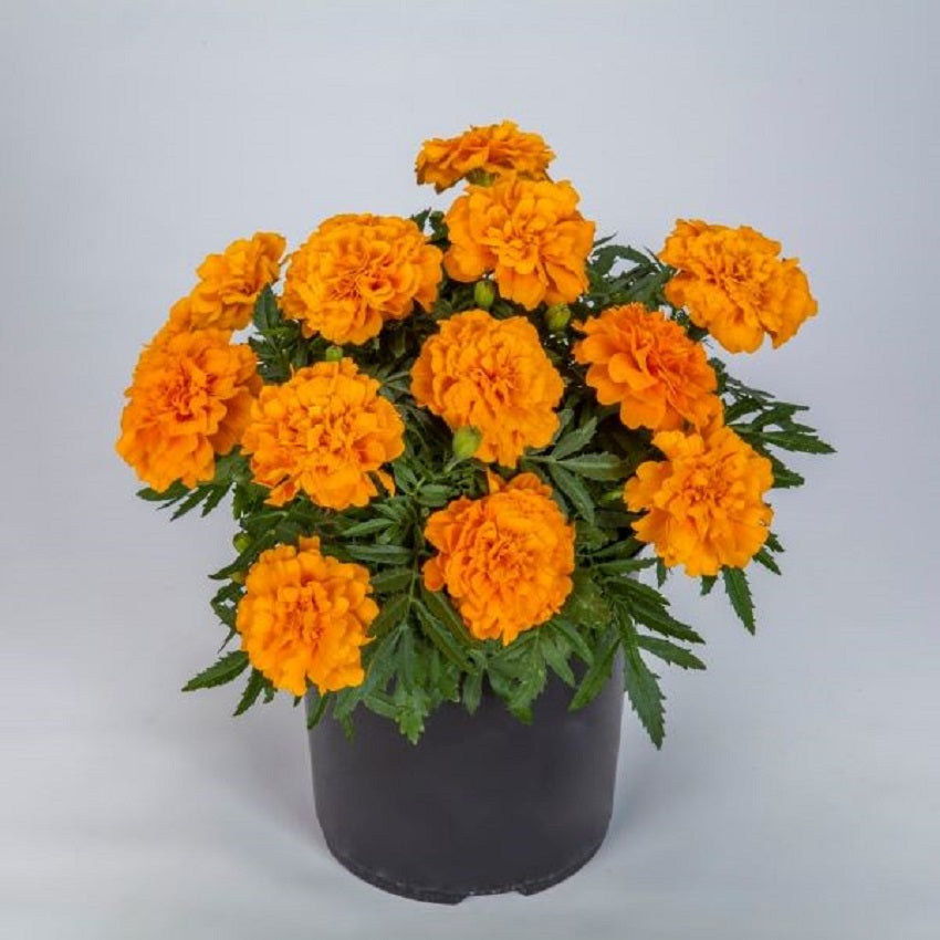 Marigold Seeds 25 Marigold Endurance Orange