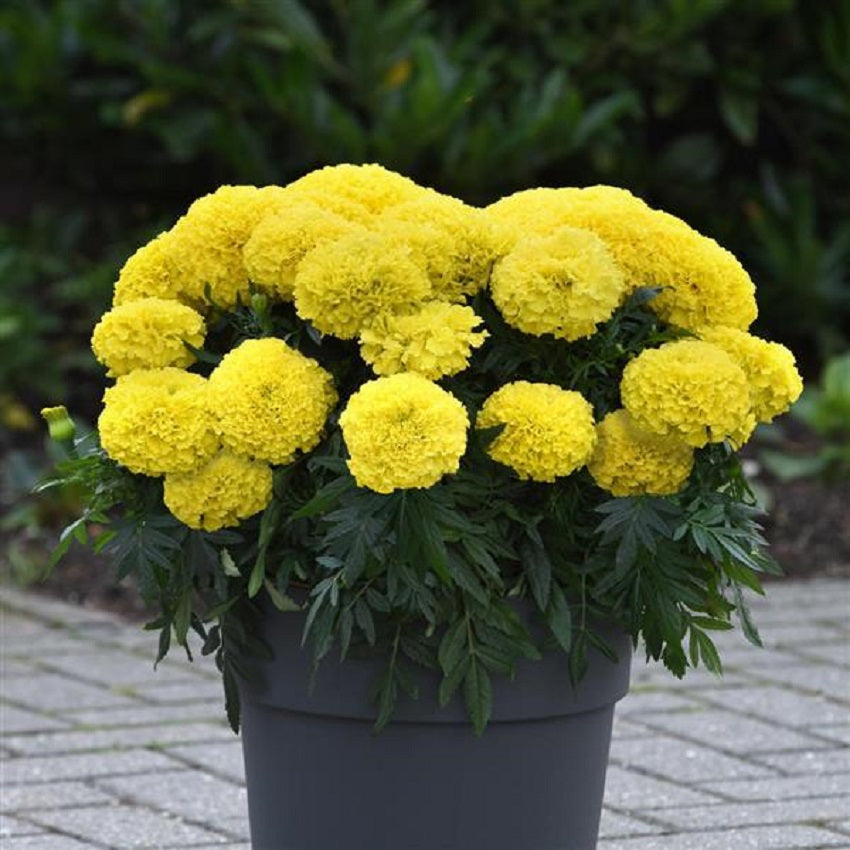 25 Marigold Seeds Marigold Marvel Yellow African Marigold Seeds