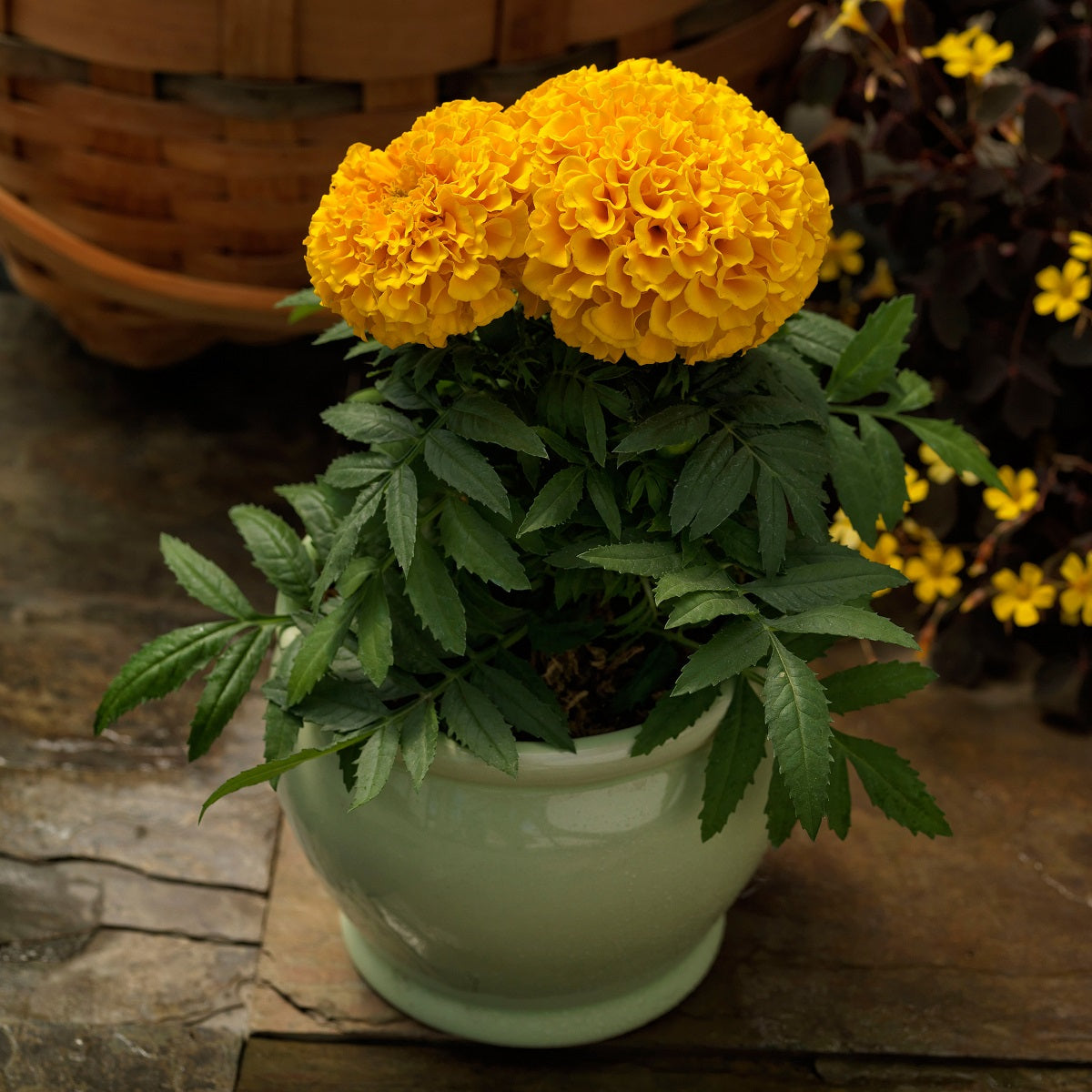 Annual Flower Seeds Marigold Seeds Proud Mari Gold 25 Seeds