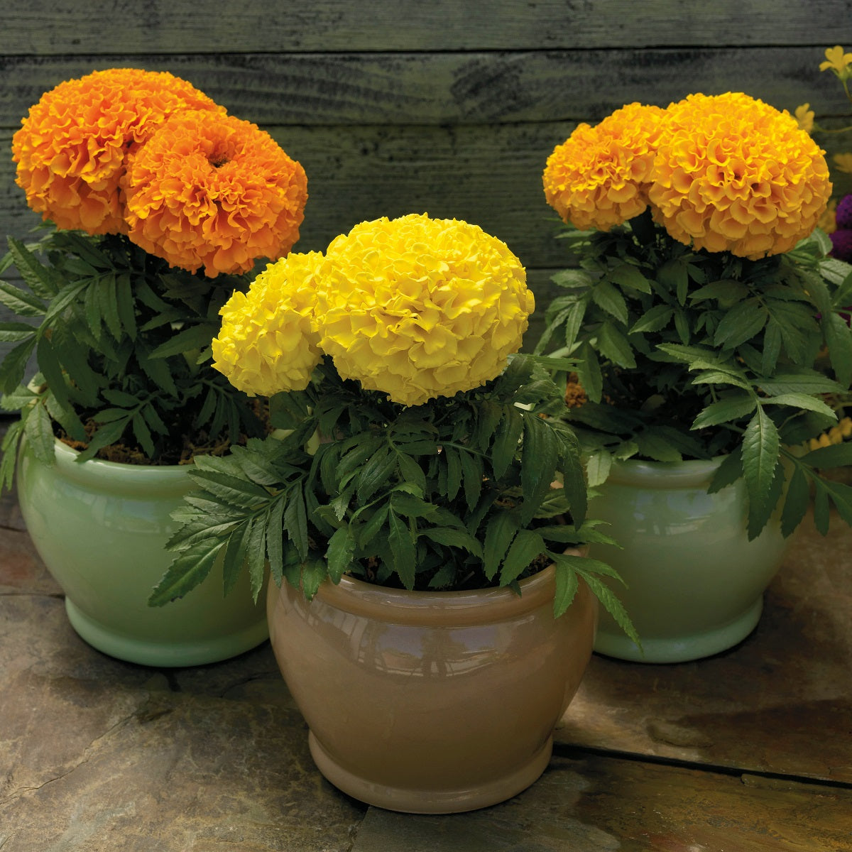 Annual Flower Seeds Marigold Seeds Proud Mari Mix 25 Seeds