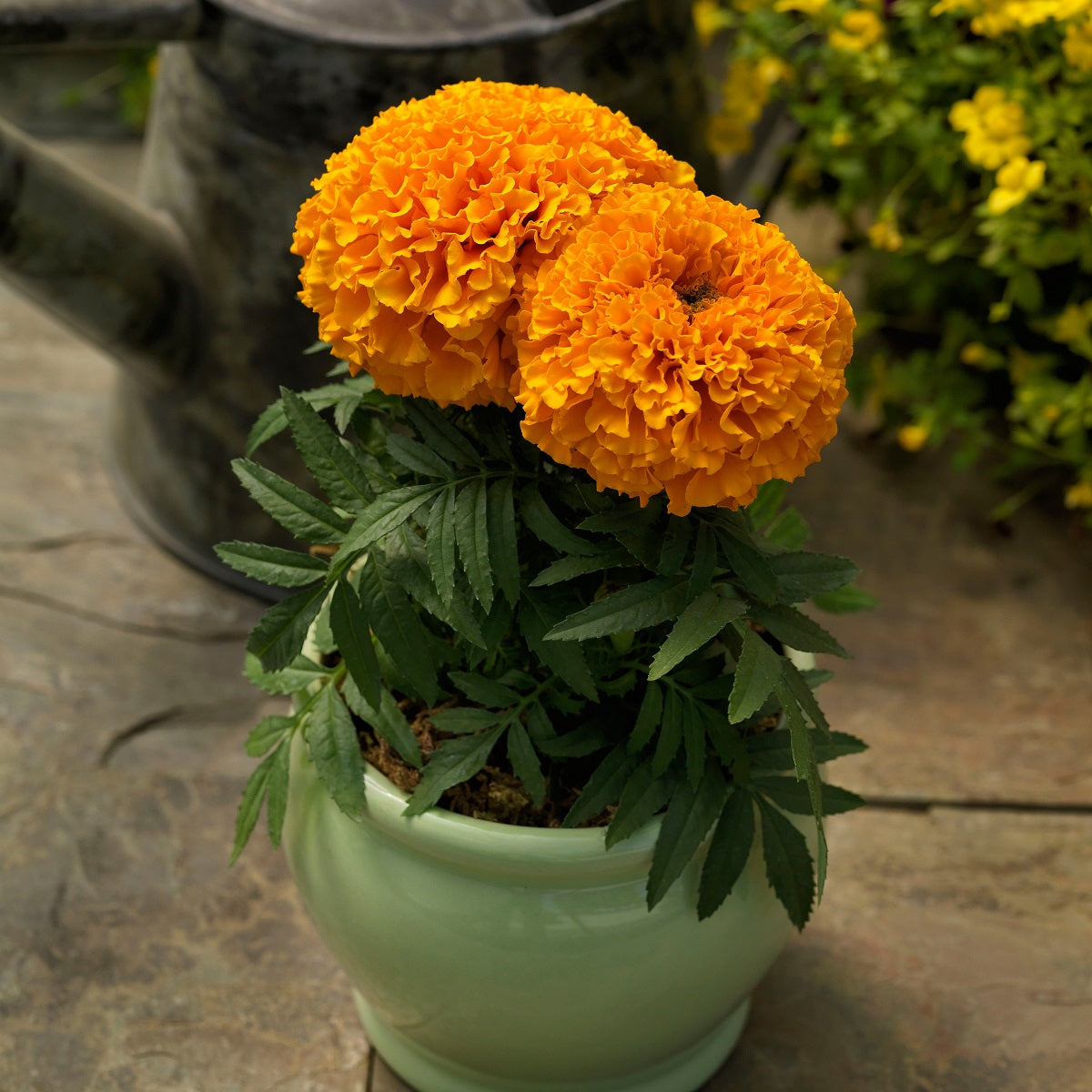 Marigold Seeds Proud Mari Orange 25 Flower Seeds Bedding Plant