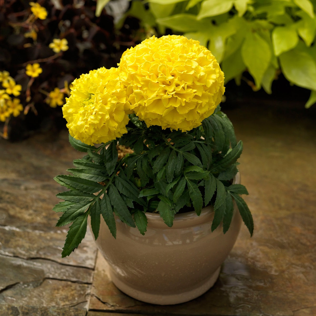 Marigold Seeds Proud Mari Yellow 25 Flower Seeds Bedding Plant
