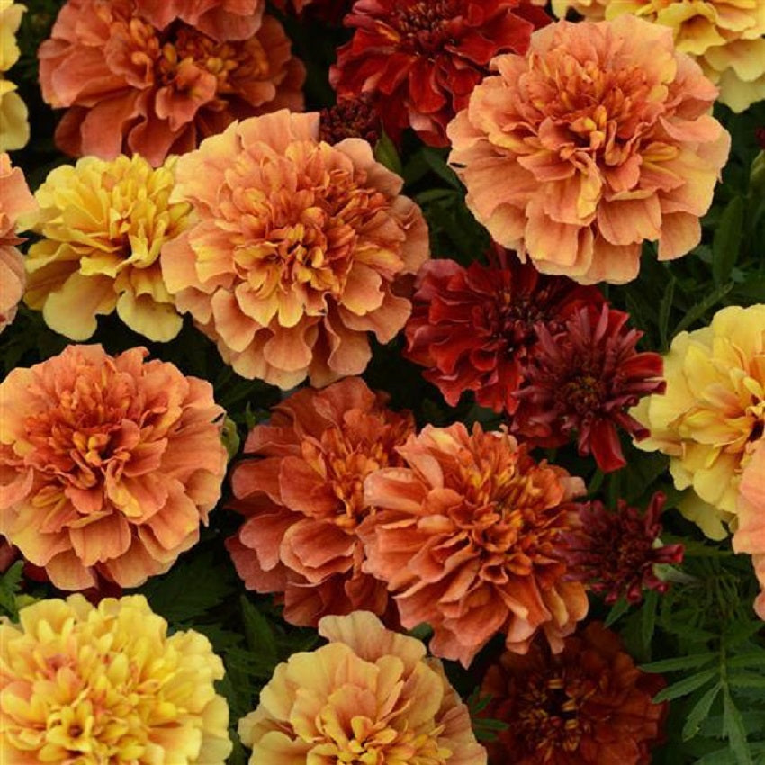 french marigold seeds for sale Bulk Marigold Seed for Sale | Strawberry Marigold Seeds