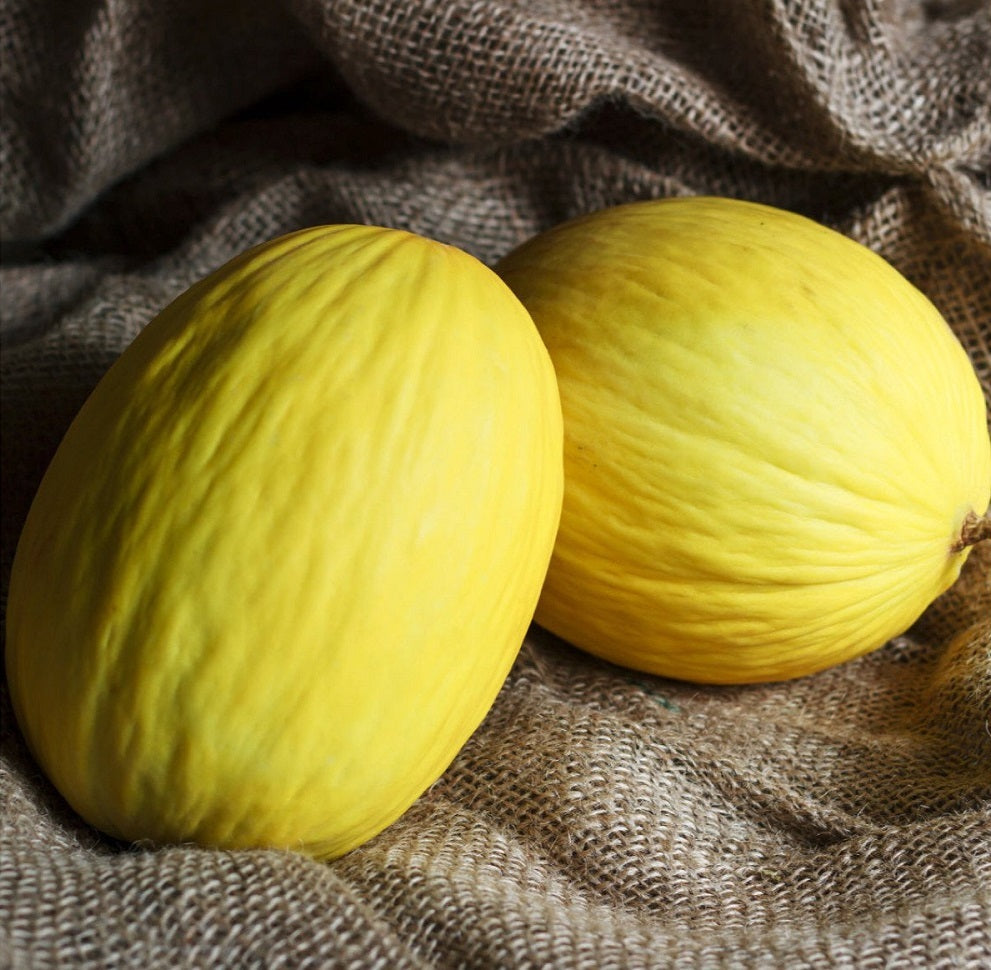 Crenshaw Melon Seeds 25 thru 300 Seeds