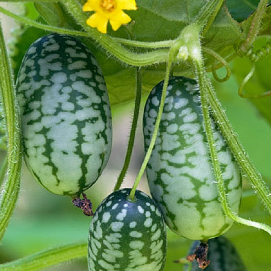 Cucumber Seeds Mexican Sour Gherkin 15 thru 200 seeds