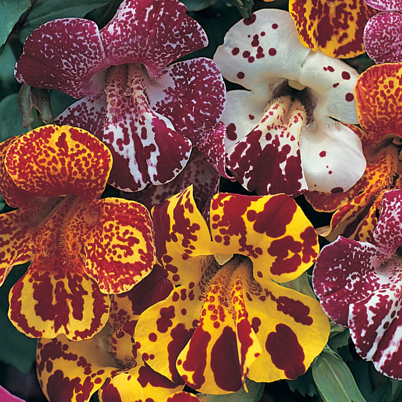 magic plant seeds Mimulus Seeds | Magic Mix Blotch | 50 Pelleted Seeds