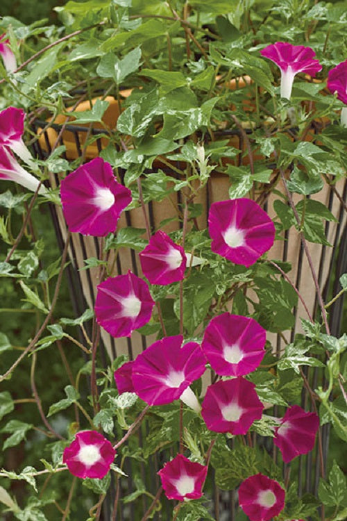 Ipomoea Seeds Morning Glory Cameo Elegance 50 Seeds