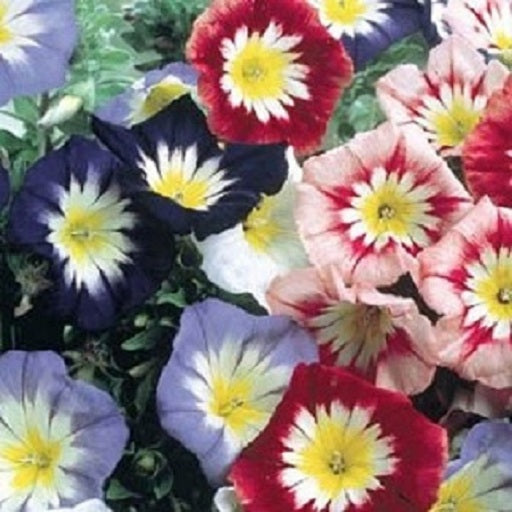 Morning Glory Seeds Ensign Mix 50 Flower Seeds