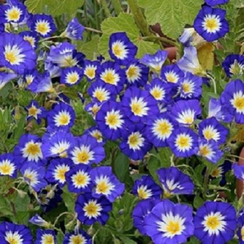 Morning Glory Seeds Ensign Royal 50 Flower Seeds