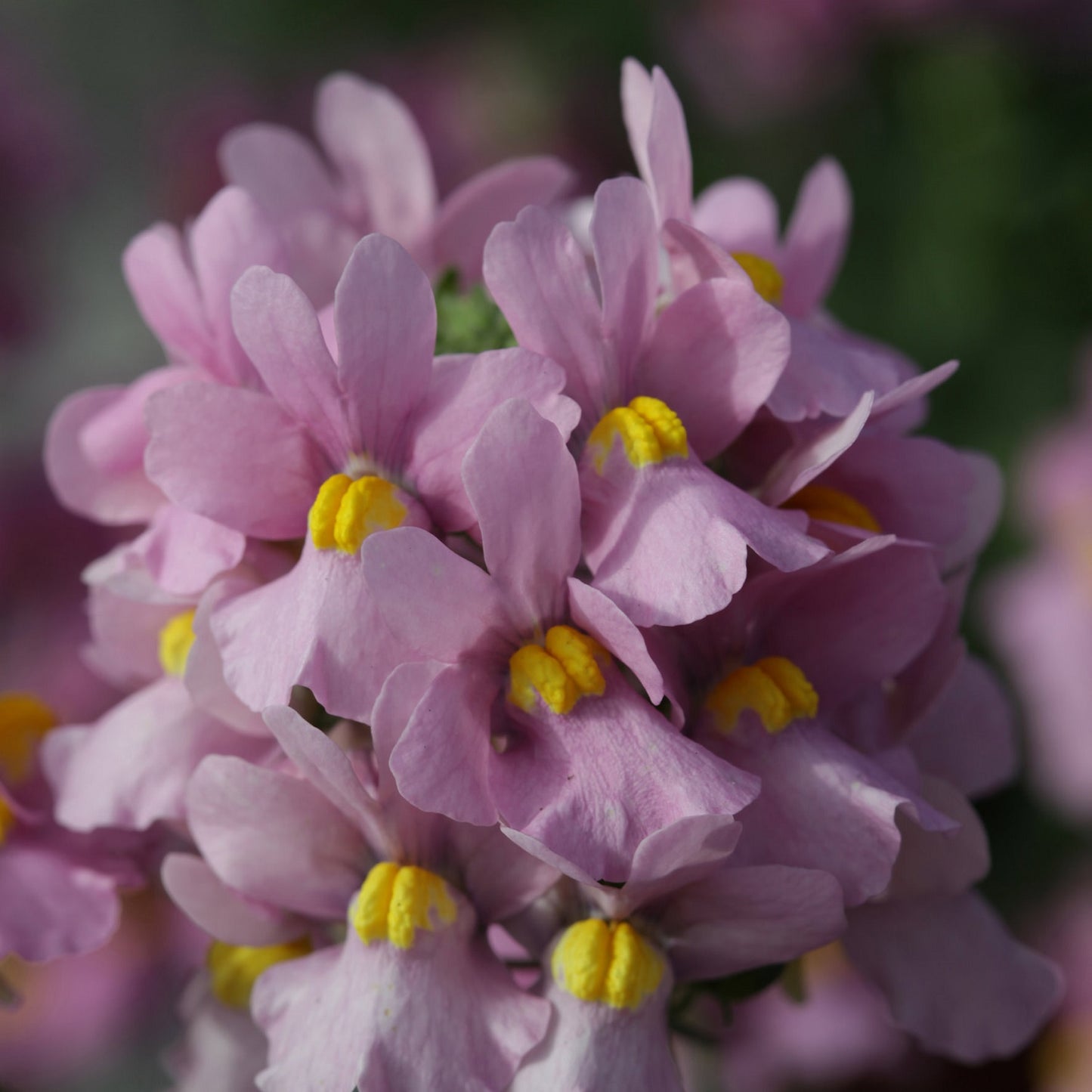 Nemesia Seeds 50 Pelleted Seeds Nemesia Seventh Heaven Pink