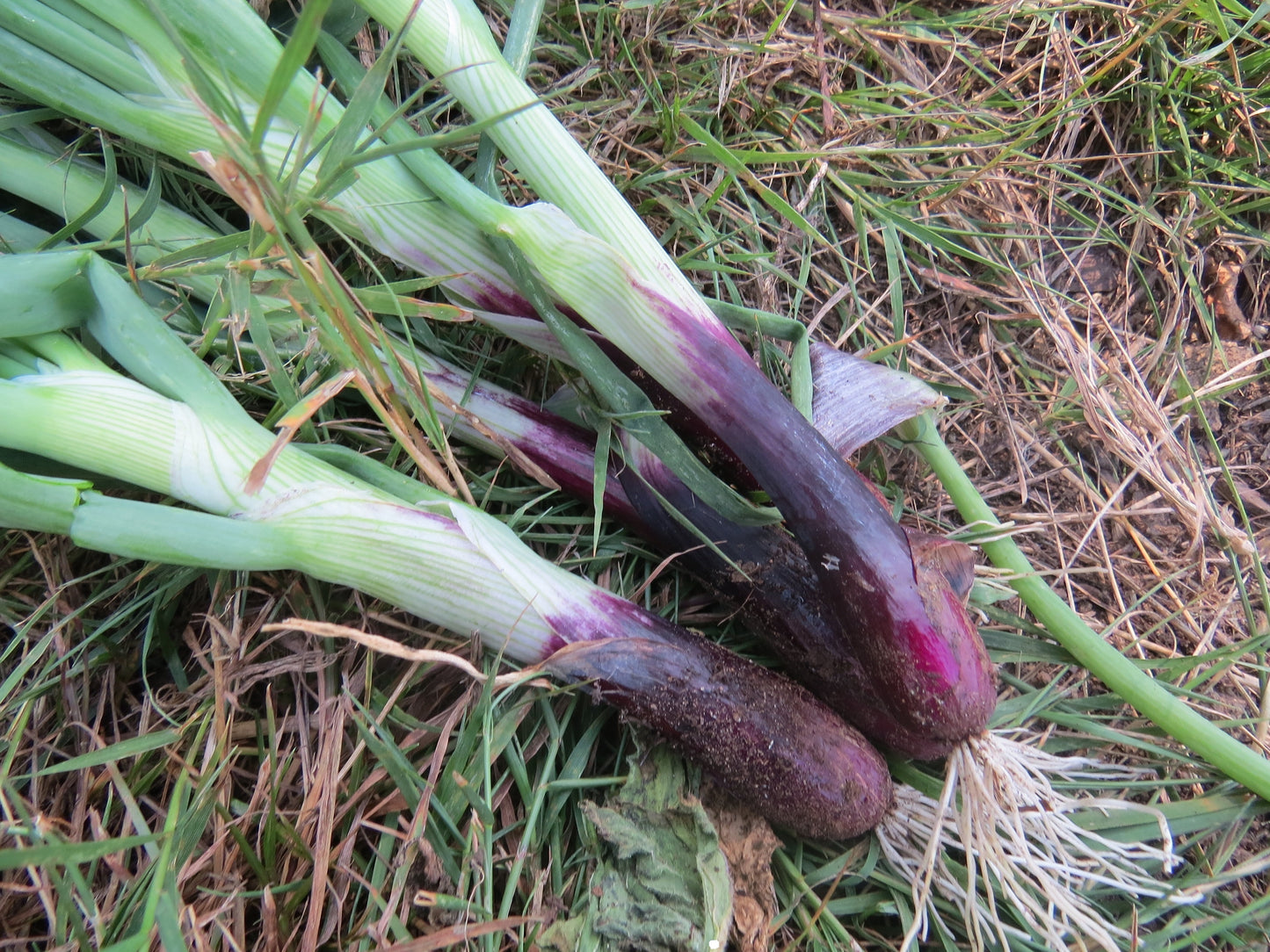 Bunching Onion Seeds Deep Purple Bunching Onion 100 Seeds
