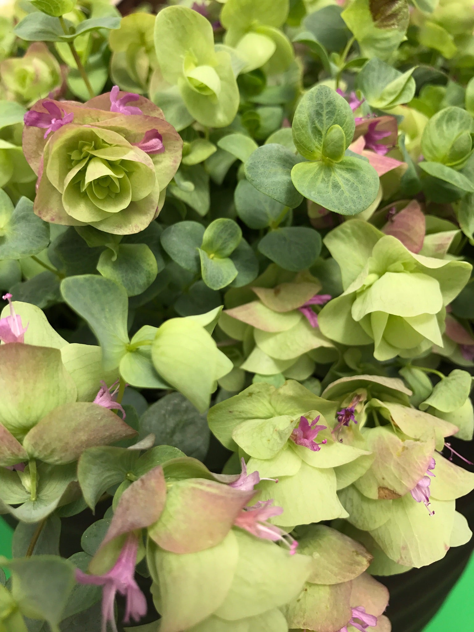 oregano hanging plant Kirigami Oregano Seeds 50 Ornamental Oregano Trailing Oregano Seeds