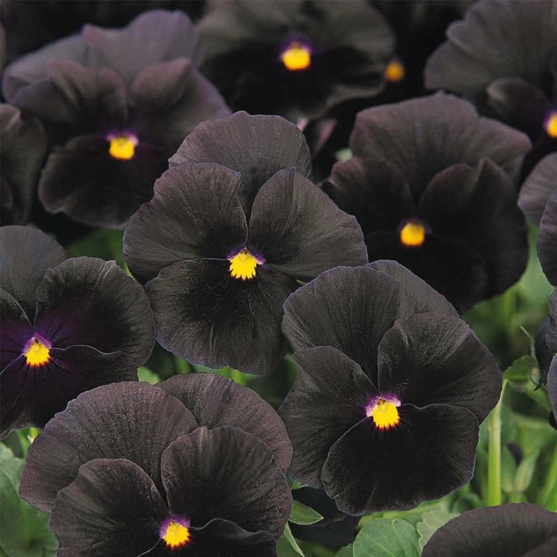 Pansy Seeds Character Black Viola Seeds 25 thru 500 Seeds Black Pansy Seeds