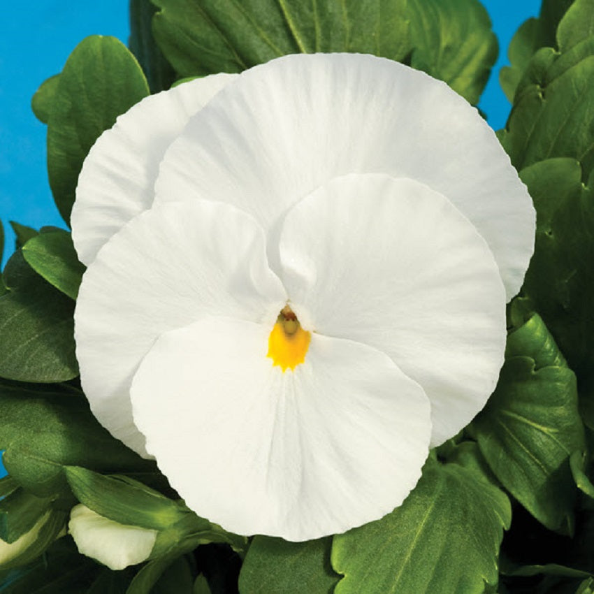 Pansies 50 Pansy Seeds Delta Pure White Flower Seeds