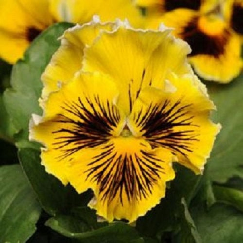 Pansy Seeds Frizzle Sizzle Yellow 50 Flower Seeds