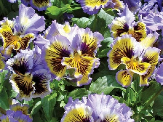 Pansy Seeds Frizzle Sizzle Yellow Blue Swirl 25 Thru 250 Bulk Flower Seeds