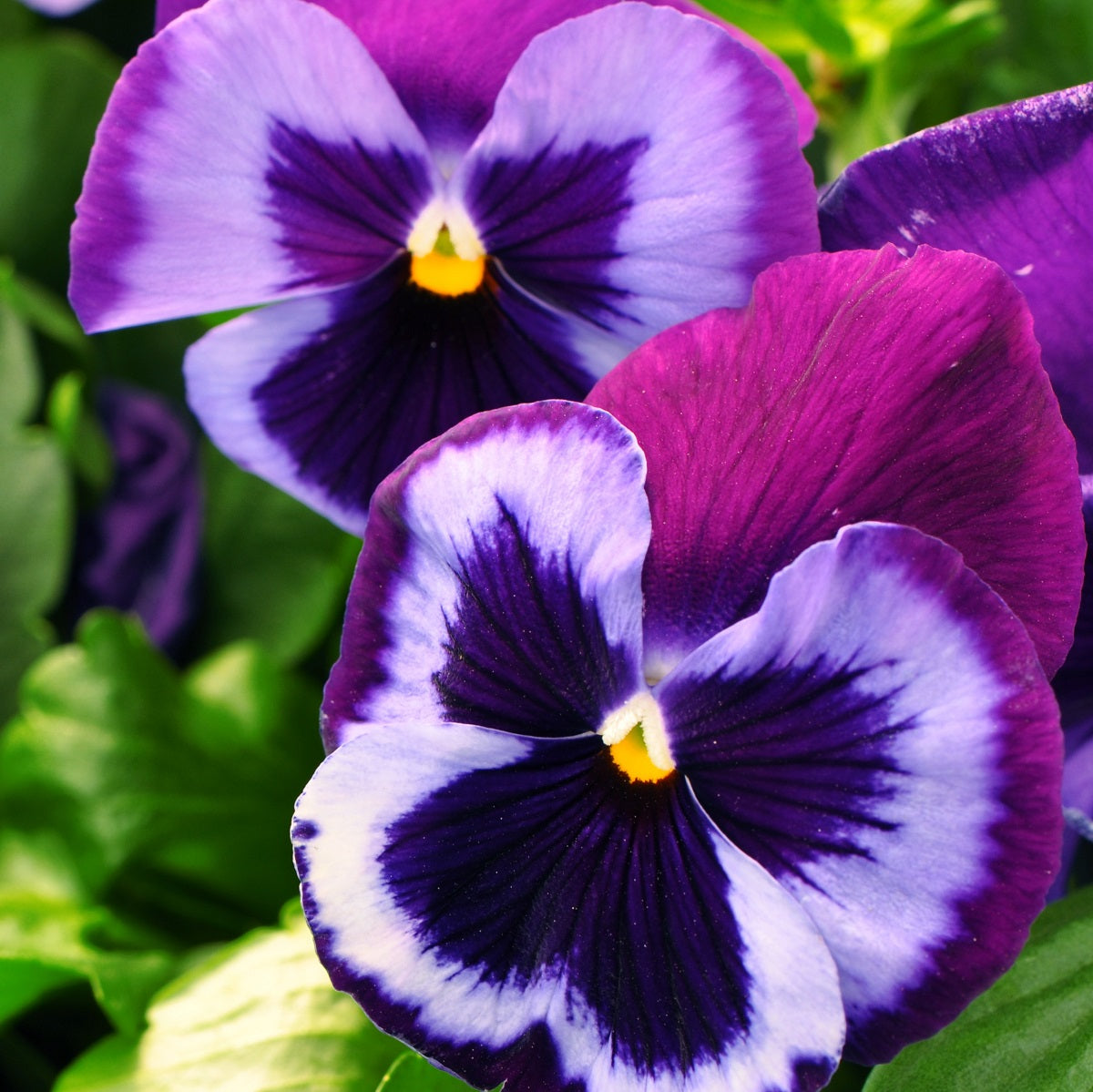 Pansy Seeds Majestic Giant Blue Jeans Pansies 25 thru 500 Seeds
