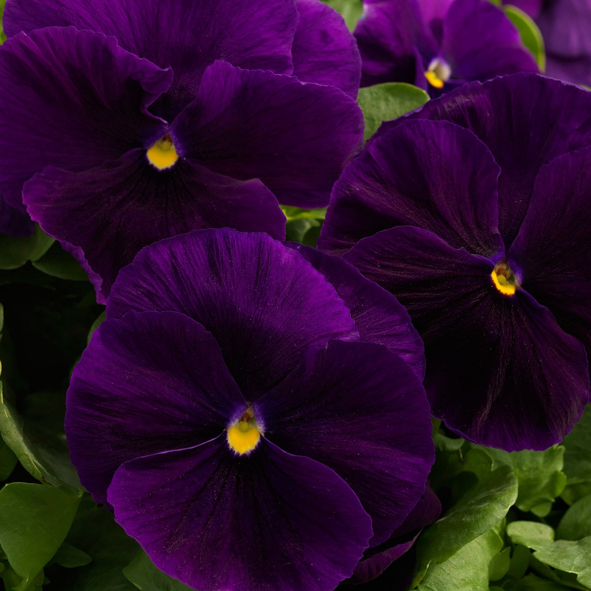 Flower Seeds Pansy Majestic Giant Clear Purple 25 thru 500 Pansy Seeds