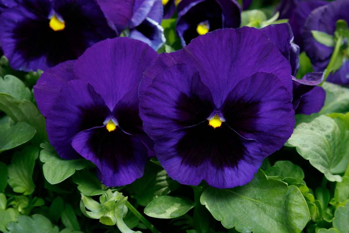 Pansy Seeds Majestic Giant Deep Blue Blotch Pansies 25 thru 500 Seeds