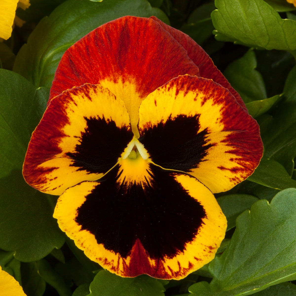 Pansies Majestic Giant Fire 50 Pansy Seeds