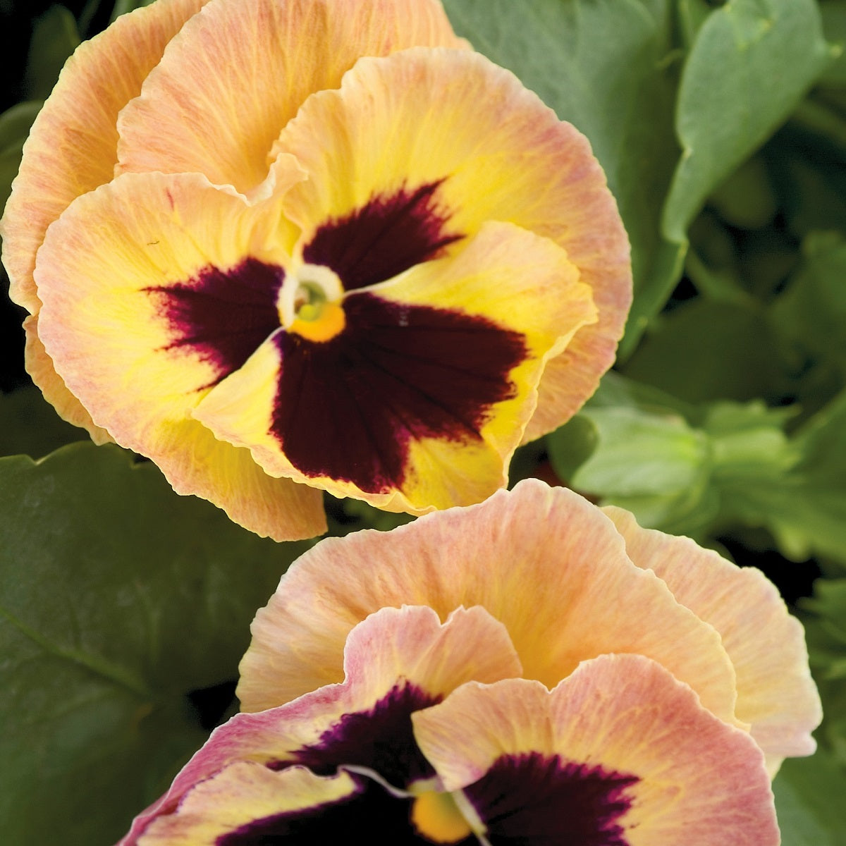 Pansy Seeds Sherry Blotch Majestic Giant II 25 thru 500 Bulk Pansy Seeds