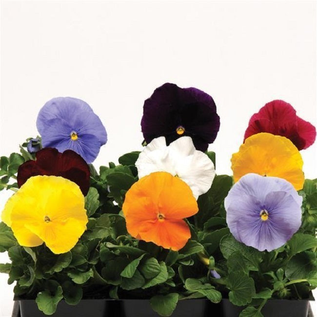Matrix Pansy Seeds 25 Pansies Seeds Matrix Clear Mix