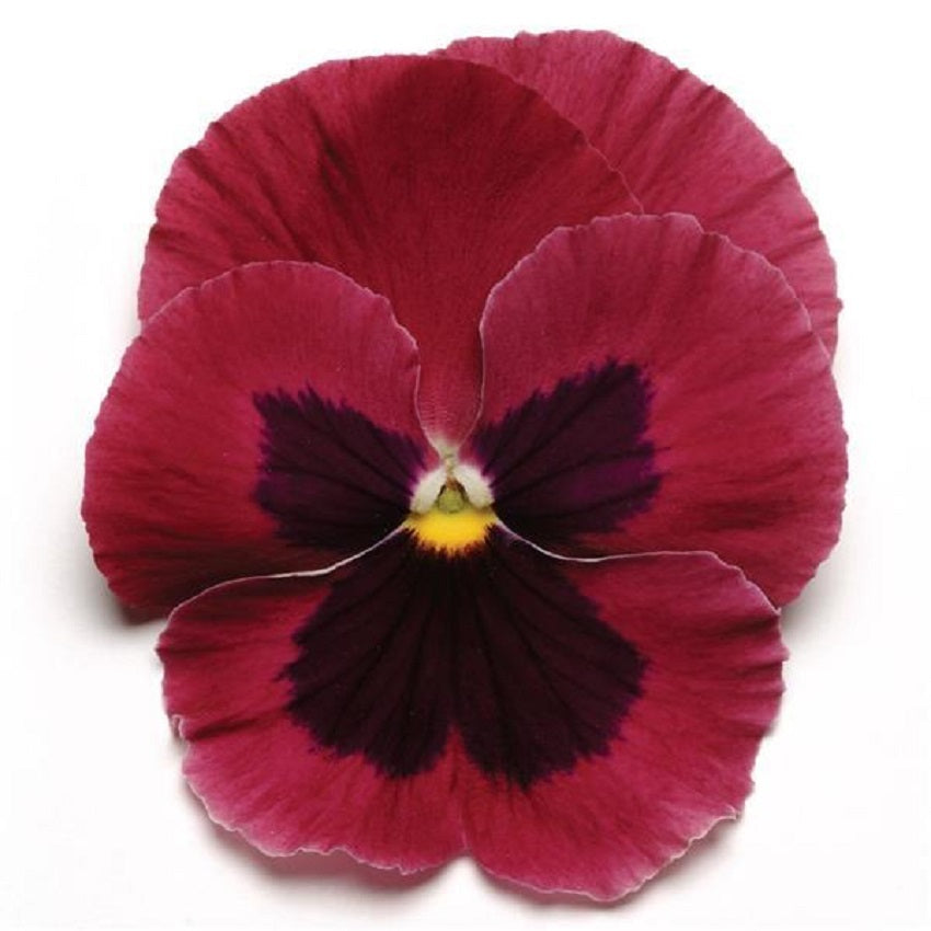 rose flower seeds for sale 25 Flower Seeds For Sale Pansy Seeds Matrix Rose Blotch – trailingpetunia.com