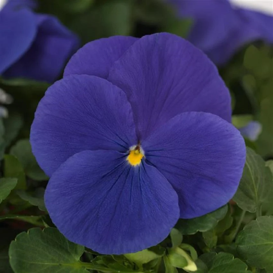 pansy flower seeds for sale 25 Flower Seeds For Sale Pansy Seeds Matrix True Blue