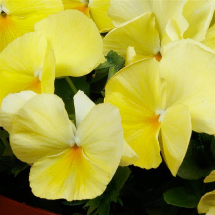 Pansies Spring Grandio Primrose 50 Pansy Seeds
