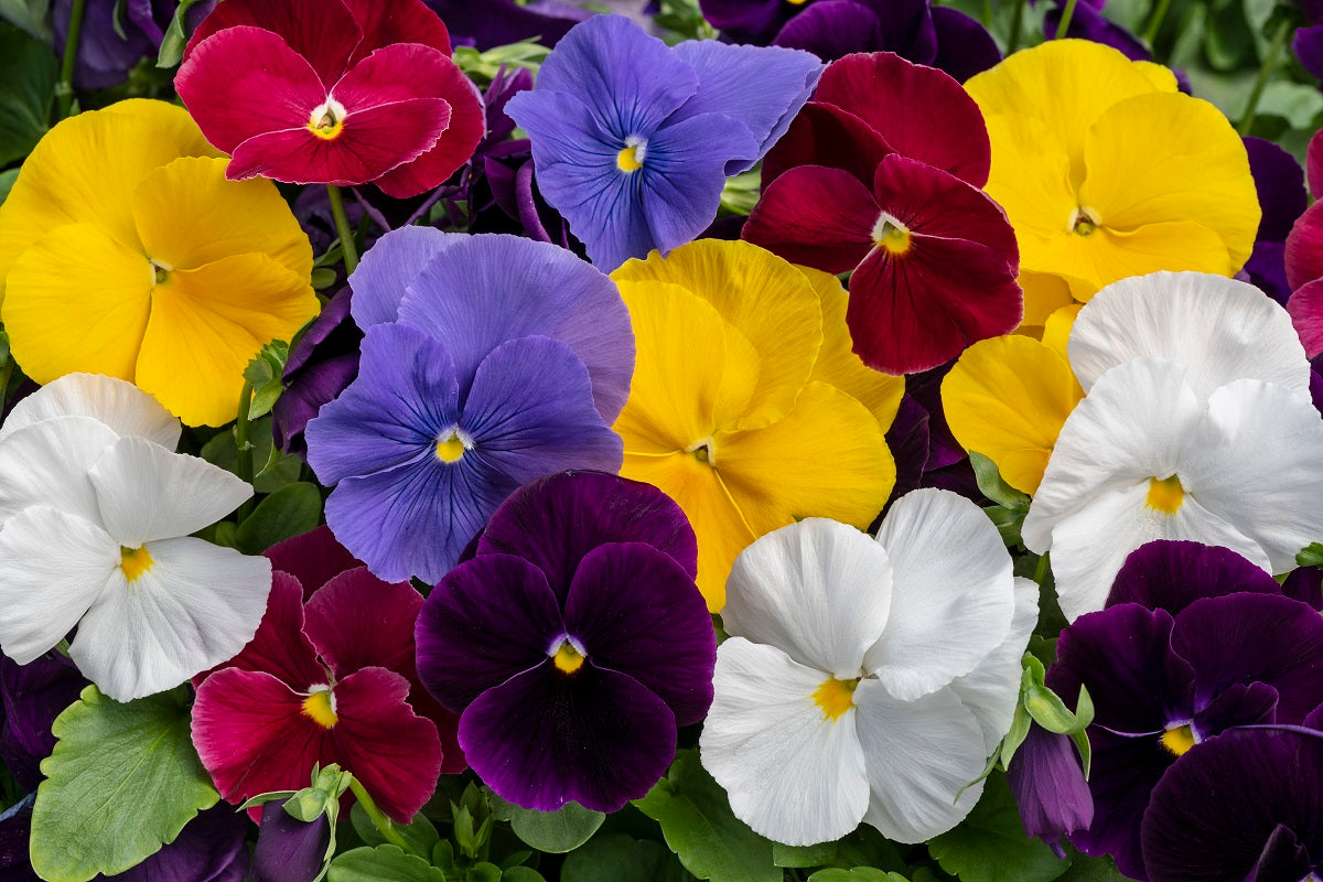Pansy Seeds Pansy Spring Grandio Clear Mix 25 thru 500 Seeds