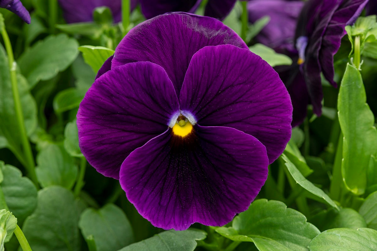Pansy Seeds Pansy Spring Grandio Clear Purple 50 Seeds
