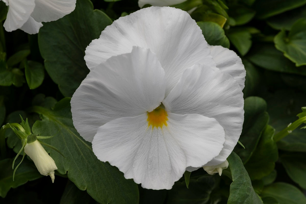 Bulk Pansy Seeds Pansy Spring Grandio Clear White 25 thru 500 Seeds