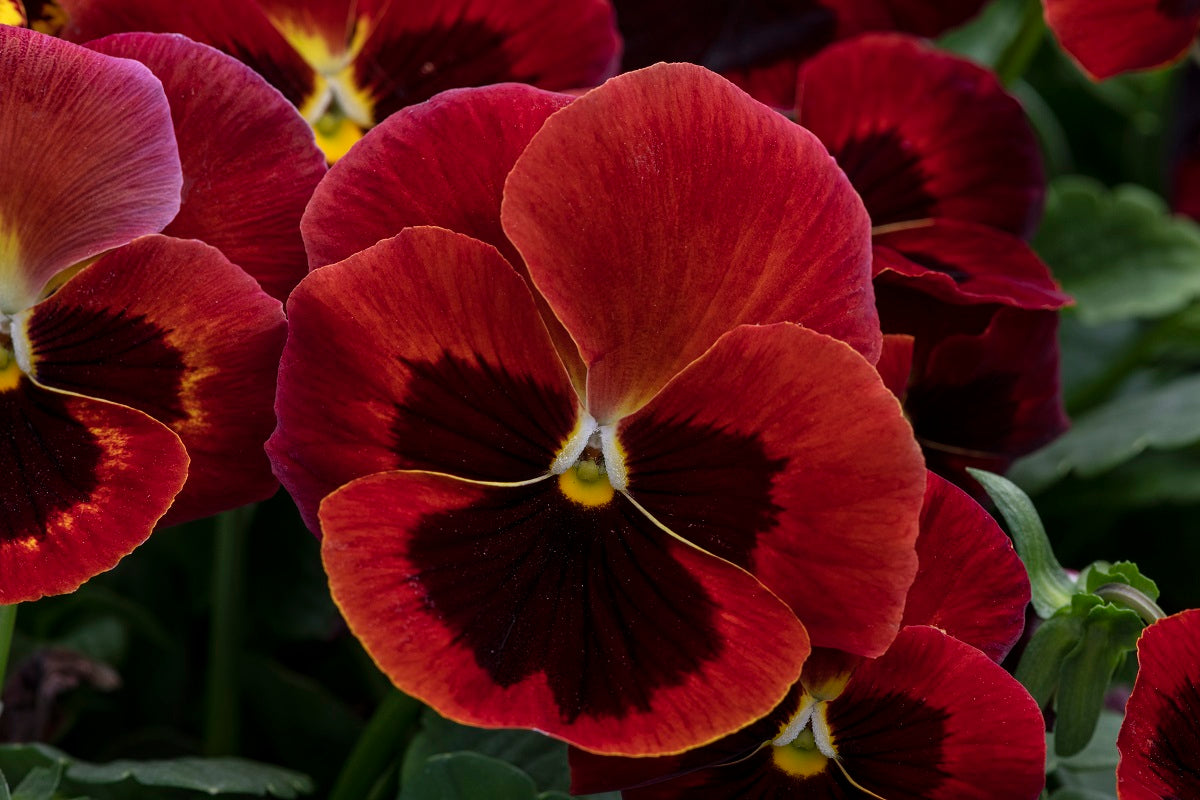 Pansies Spring Grandio Red Blotch 50 Pansy Seeds