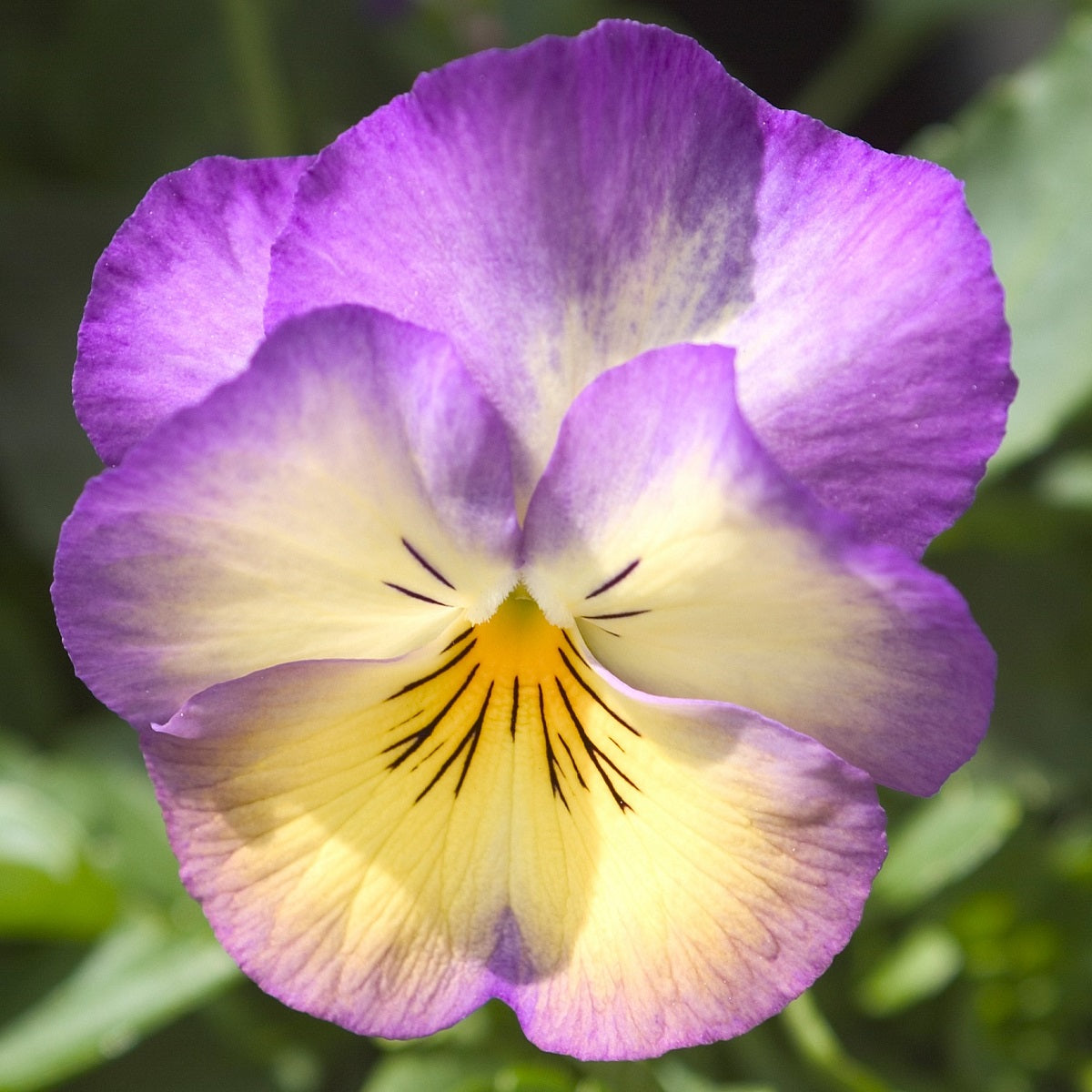 50 Pansy Seeds Ultima Radiance Deep Blue Pansy Seeds