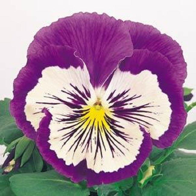 cat whiskers plant seeds Pansy Seeds Whiskers Purple White 25 Flower Seeds Viola Seeds – trailingpetunia.com