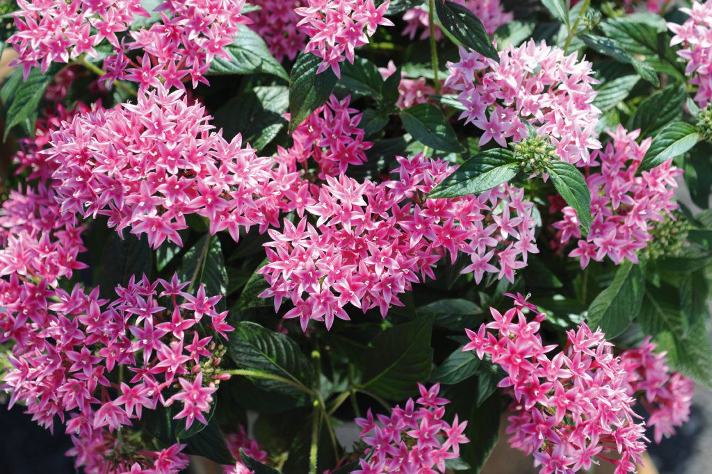 1,000 Bulk Pentas Seeds Graffiti 20/20 True Pink Pelleted Seeds