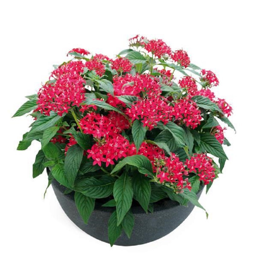 1,000 Bulk Pentas Seeds Graffiti 20/20 Ruby Pelleted Seeds