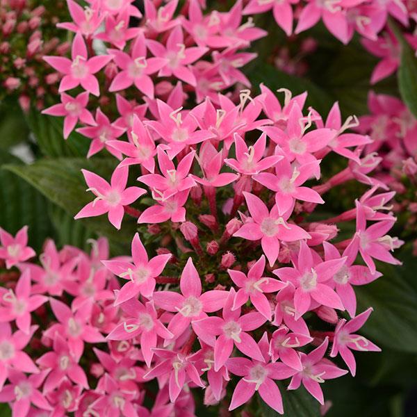 penta plant seeds Lucky Star Pentas Seeds