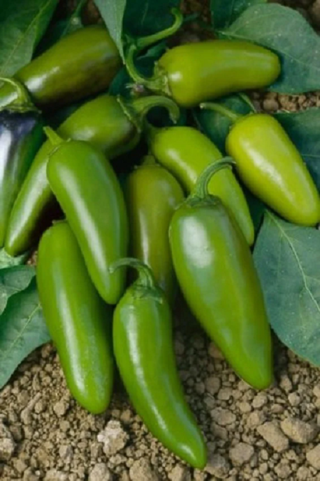 jalapeno seeds for planting 25 Jalapeno Mucho Nacho F1 Hot Pepper Seeds Large Jumbo Jalapeno – trailingpetunia.com