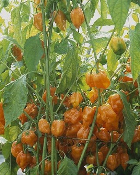 planting habanero pepper seeds Heirloom Pepper Seeds Orange Habanero Hot Pepper 25 thru 1,000 seeds – trailingpetunia.com